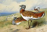 Great bustards